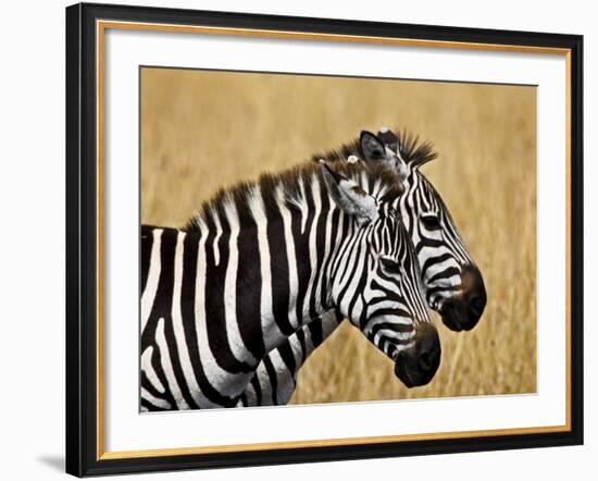 Zebras Herding in The Fields, Maasai Mara, Kenya-Joe Restuccia III-Framed Photographic Print