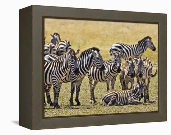 Zebras Herding in The Fields, Maasai Mara, Kenya-Joe Restuccia III-Framed Premier Image Canvas