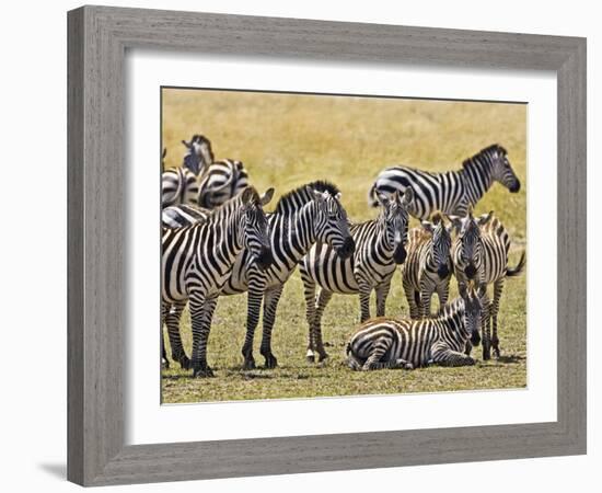 Zebras Herding in The Fields, Maasai Mara, Kenya-Joe Restuccia III-Framed Photographic Print