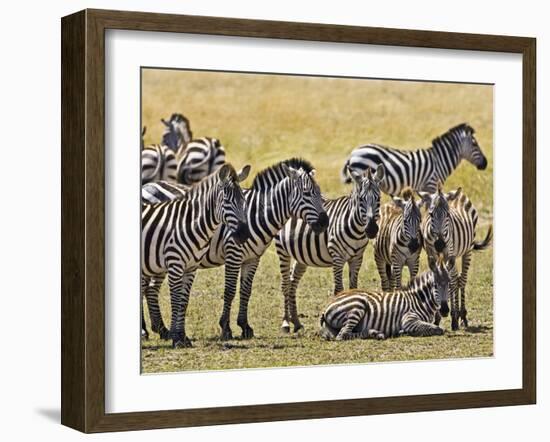 Zebras Herding in The Fields, Maasai Mara, Kenya-Joe Restuccia III-Framed Photographic Print