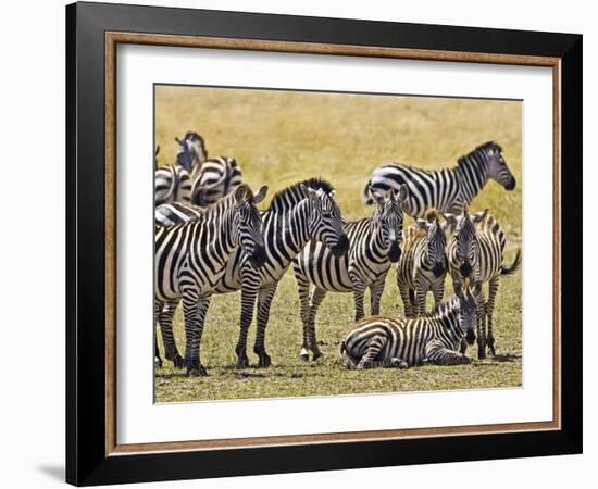 Zebras Herding in The Fields, Maasai Mara, Kenya-Joe Restuccia III-Framed Photographic Print