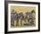 Zebras Herding in The Fields, Maasai Mara, Kenya-Joe Restuccia III-Framed Photographic Print