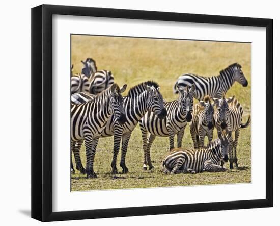 Zebras Herding in The Fields, Maasai Mara, Kenya-Joe Restuccia III-Framed Photographic Print
