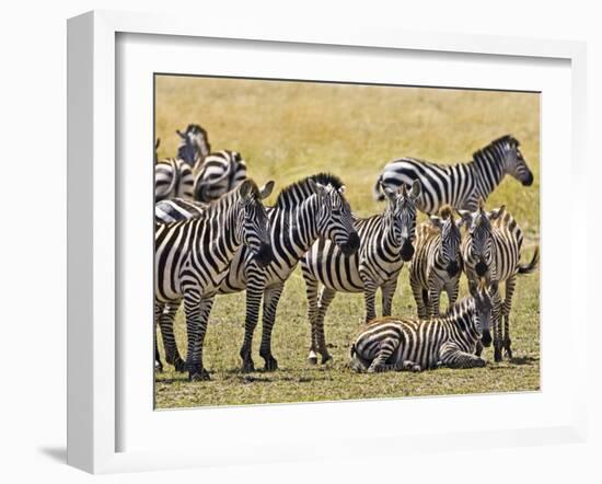 Zebras Herding in The Fields, Maasai Mara, Kenya-Joe Restuccia III-Framed Photographic Print