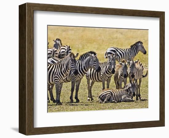 Zebras Herding in The Fields, Maasai Mara, Kenya-Joe Restuccia III-Framed Photographic Print