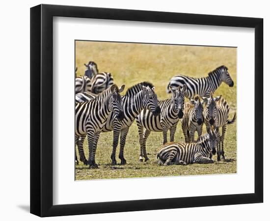 Zebras Herding in The Fields, Maasai Mara, Kenya-Joe Restuccia III-Framed Photographic Print