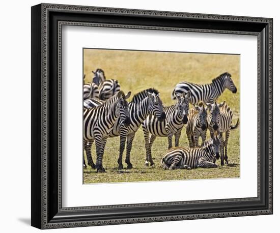 Zebras Herding in The Fields, Maasai Mara, Kenya-Joe Restuccia III-Framed Photographic Print