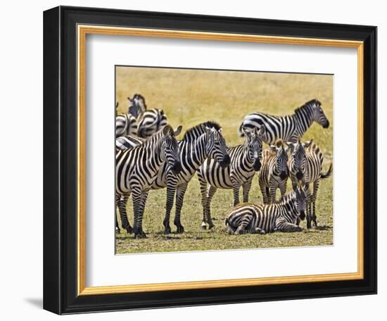 Zebras Herding in The Fields, Maasai Mara, Kenya-Joe Restuccia III-Framed Photographic Print