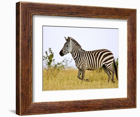 Zebras Herding in The Fields, Maasai Mara, Kenya-Joe Restuccia III-Framed Photographic Print