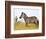 Zebras Herding in The Fields, Maasai Mara, Kenya-Joe Restuccia III-Framed Photographic Print