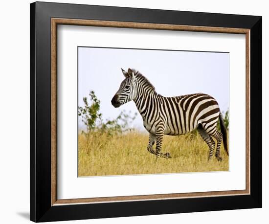 Zebras Herding in The Fields, Maasai Mara, Kenya-Joe Restuccia III-Framed Photographic Print