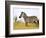 Zebras Herding in The Fields, Maasai Mara, Kenya-Joe Restuccia III-Framed Photographic Print