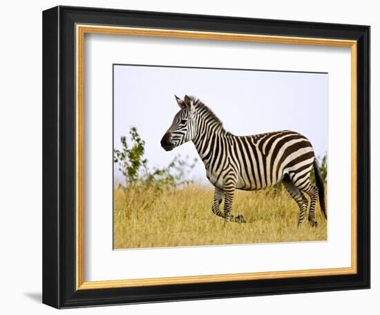 Zebras Herding in The Fields, Maasai Mara, Kenya-Joe Restuccia III-Framed Photographic Print