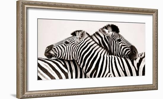 Zebras in love-null-Framed Art Print