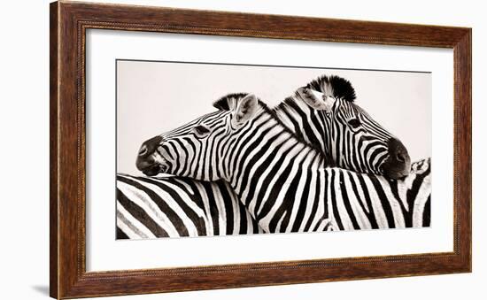 Zebras in love-null-Framed Art Print