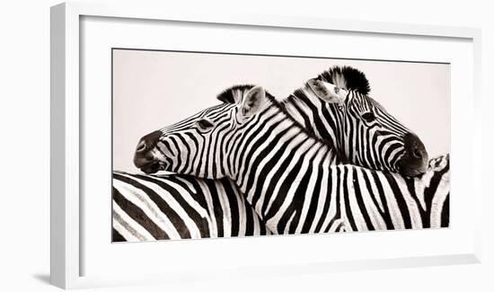 Zebras in love-null-Framed Art Print