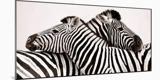 Zebras in love-null-Mounted Art Print