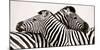 Zebras in love-null-Mounted Art Print