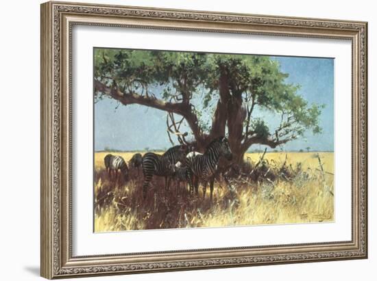 Zebras in the Steppe-Wilhelm Kuhnert-Framed Giclee Print