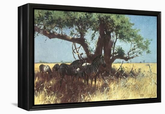 Zebras in the Steppe-Wilhelm Kuhnert-Framed Premier Image Canvas