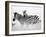 Zebras in the Tall Grass (b&w) Full Bleed-Martin Fowkes-Framed Giclee Print