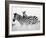 Zebras in the Tall Grass (b&w) Full Bleed-Martin Fowkes-Framed Giclee Print