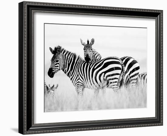 Zebras in the Tall Grass (b&w) Full Bleed-Martin Fowkes-Framed Giclee Print