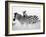 Zebras in the Tall Grass (b&w) Full Bleed-Martin Fowkes-Framed Giclee Print