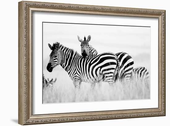 Zebras in the Tall Grass (b&w)-Martin Fowkes-Framed Giclee Print