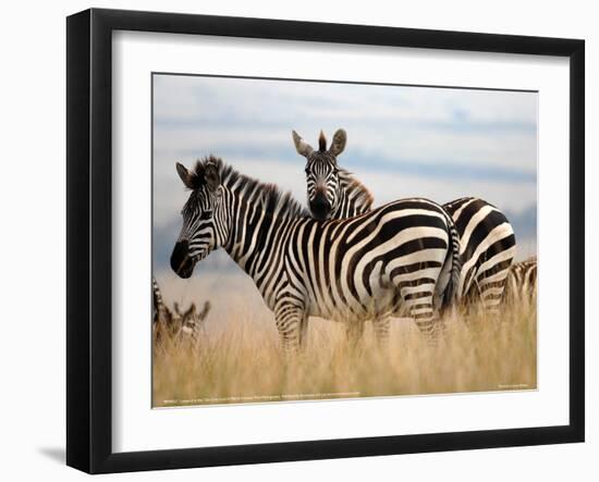 Zebras in the Tall Grass (col) Full Bleed-Martin Fowkes-Framed Giclee Print