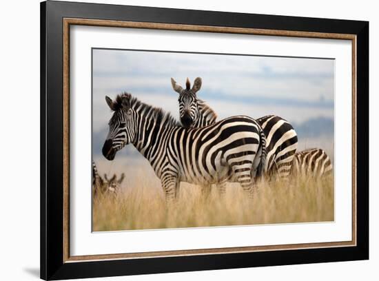 Zebras in the Tall Grass (col)-Martin Fowkes-Framed Giclee Print