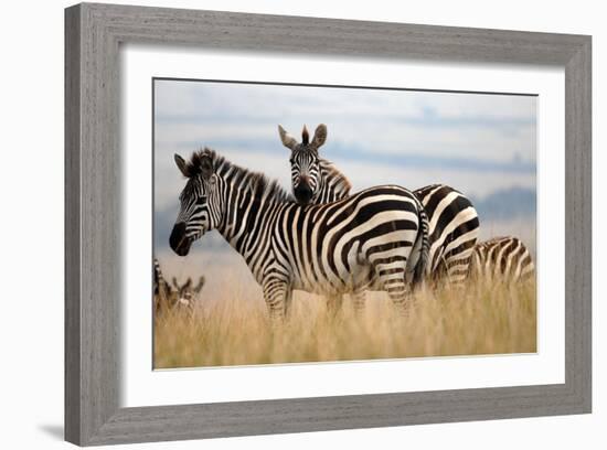 Zebras in the Tall Grass (col)-Martin Fowkes-Framed Giclee Print