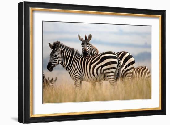 Zebras in the Tall Grass (col)-Martin Fowkes-Framed Giclee Print