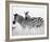 Zebras in the Tall Grass Full Bleed (b&w)-Martin Fowkes-Framed Giclee Print