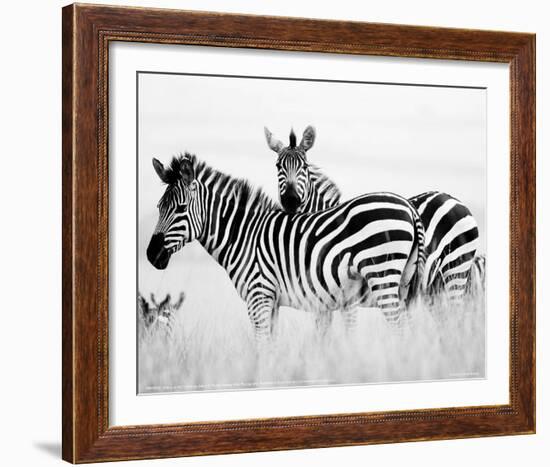 Zebras in the Tall Grass Full Bleed (b&w)-Martin Fowkes-Framed Giclee Print