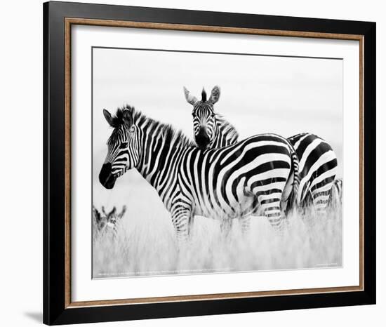 Zebras in the Tall Grass Full Bleed (b&w)-Martin Fowkes-Framed Giclee Print