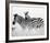 Zebras in the Tall Grass Full Bleed (b&w)-Martin Fowkes-Framed Giclee Print