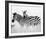 Zebras in the Tall Grass Full Bleed (b&w)-Martin Fowkes-Framed Giclee Print