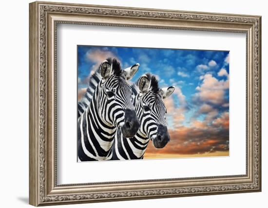 Zebras in the Wild-igor stevanovic-Framed Photographic Print