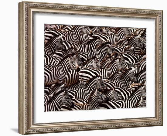 Zebras, Kenya-Art Wofe-Framed Art Print