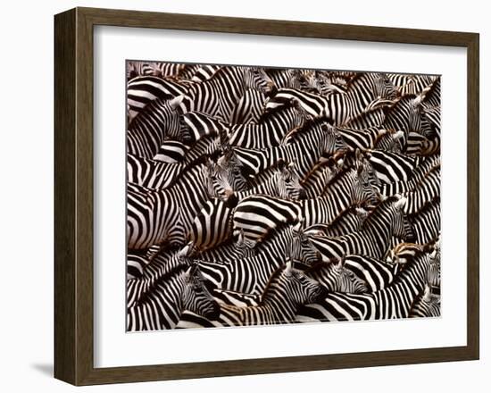 Zebras, Kenya-Art Wofe-Framed Art Print