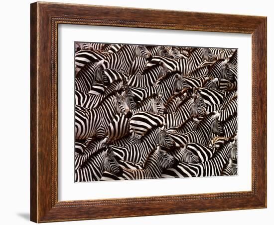 Zebras, Kenya-Art Wofe-Framed Art Print