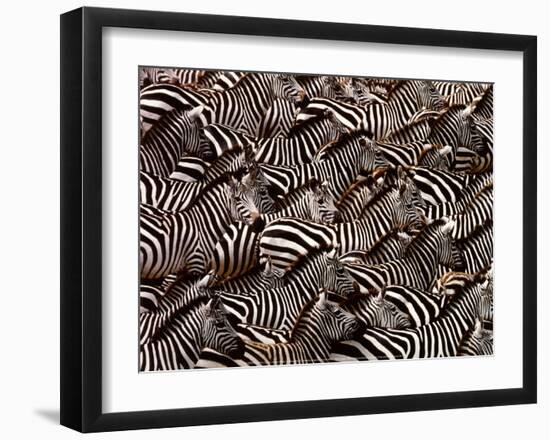 Zebras, Kenya-Art Wofe-Framed Art Print