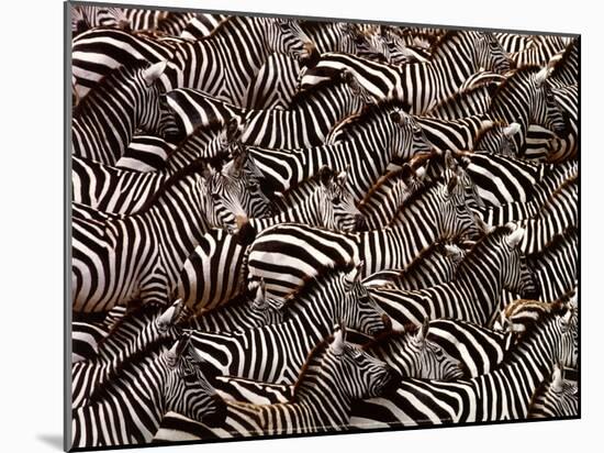 Zebras, Kenya-Art Wofe-Mounted Art Print