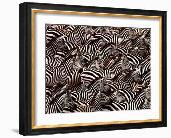 Zebras, Kenya-Art Wofe-Framed Art Print