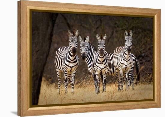 Zebras Looking-Howard Ruby-Framed Premier Image Canvas