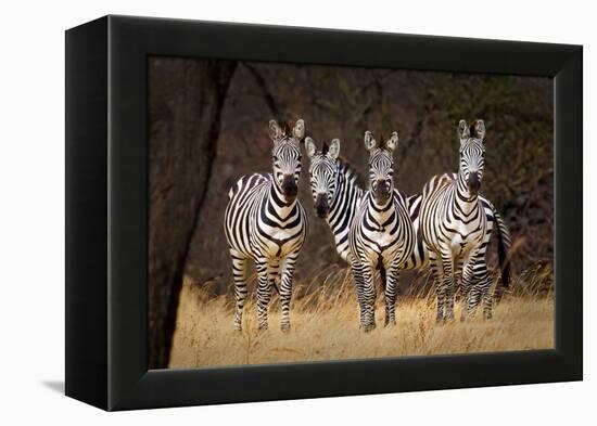 Zebras Looking-Howard Ruby-Framed Premier Image Canvas