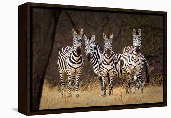 Zebras Looking-Howard Ruby-Framed Premier Image Canvas