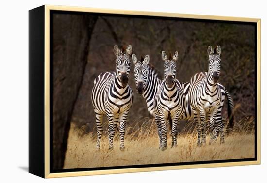 Zebras Looking-Howard Ruby-Framed Premier Image Canvas