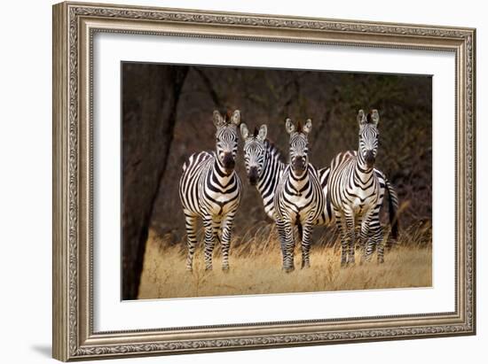 Zebras Looking-Howard Ruby-Framed Photographic Print